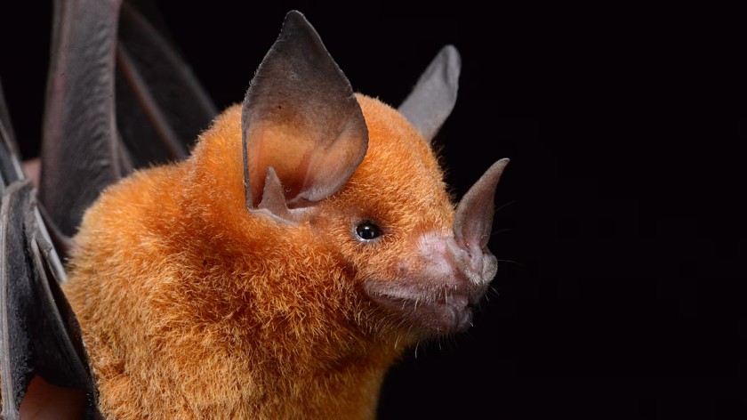 New Research Suggests Bats May Have Originated in Europe 65 Million Years Ago