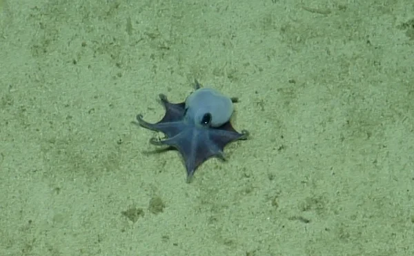 Rare Blue Octopus Species Discovered in Deep Waters Near Galapagos Islands
