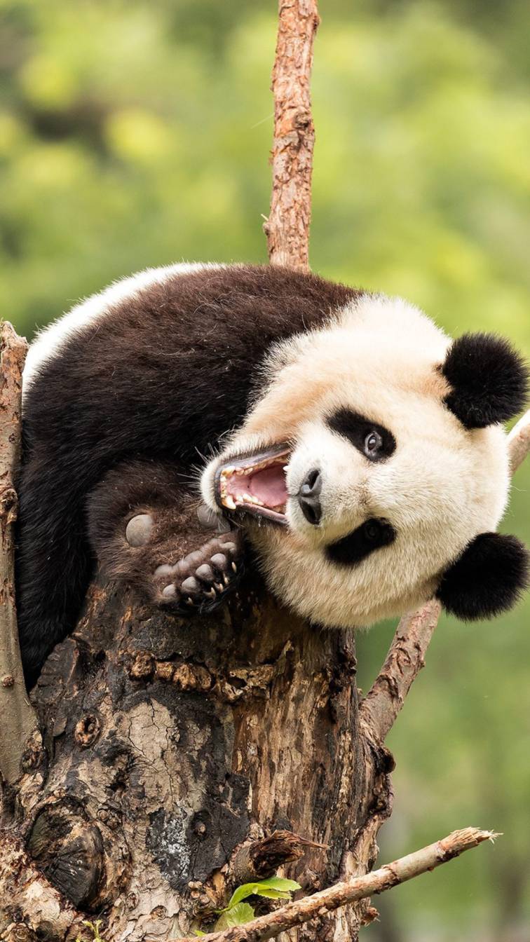 6 Extremely Lazy Animals That Sleep Most of the Day