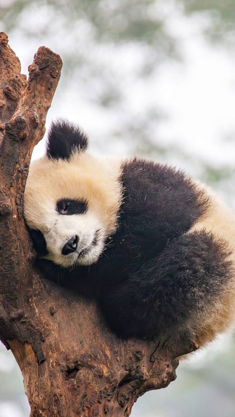 6. Panda