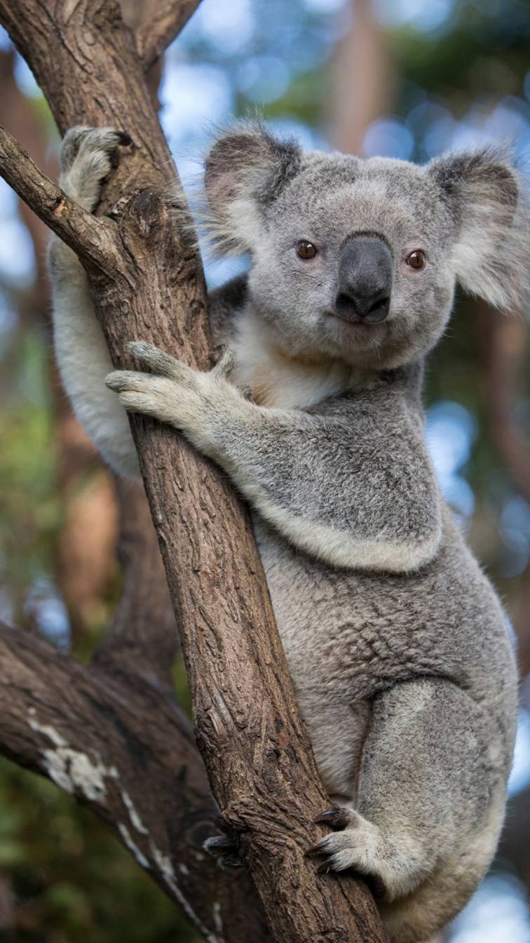 2. Koala