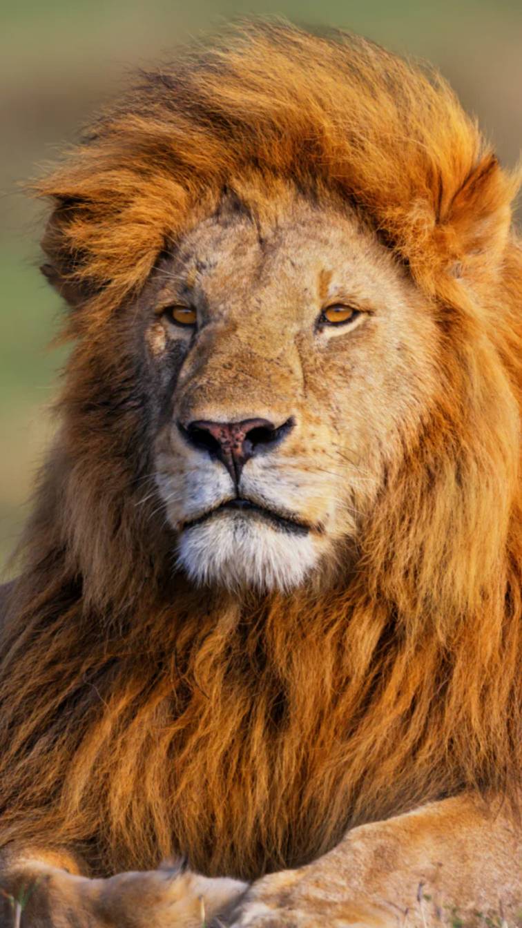 3. Lion