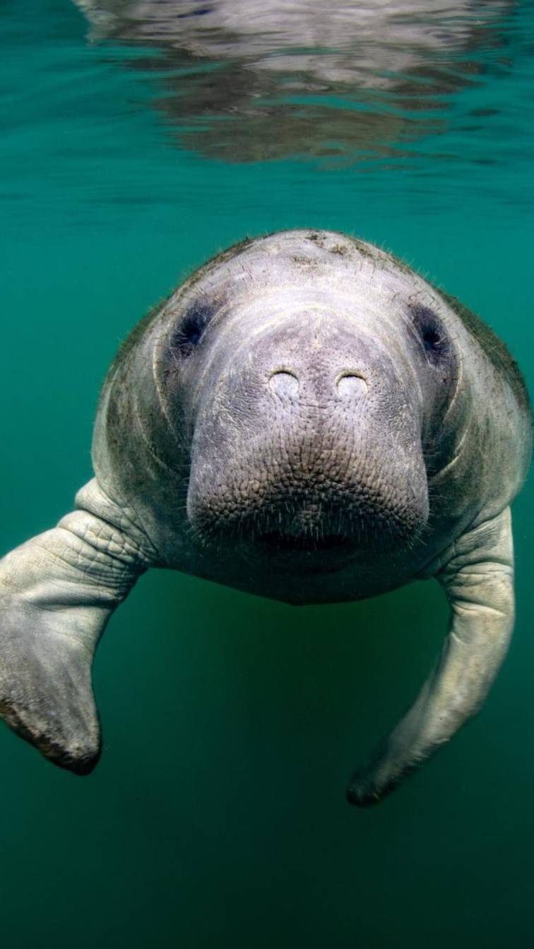 5. Manatee