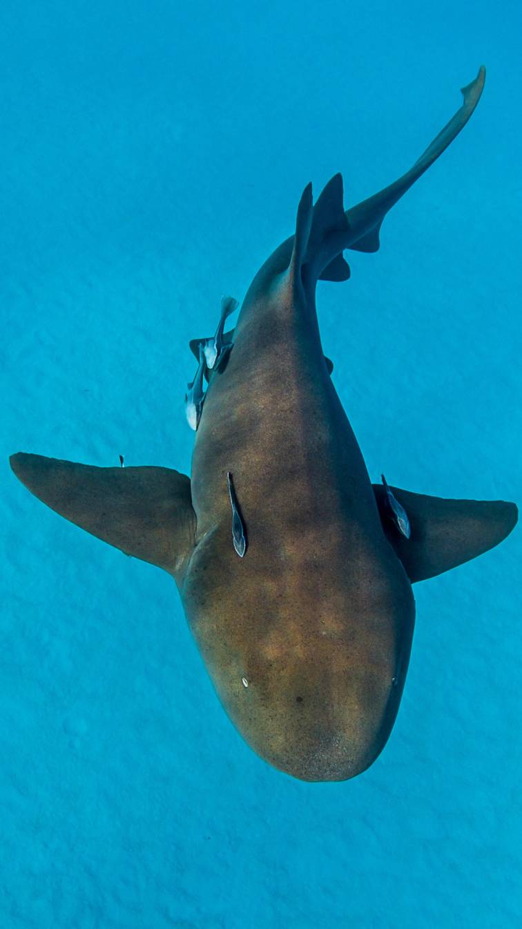 4. Nurse Shark
