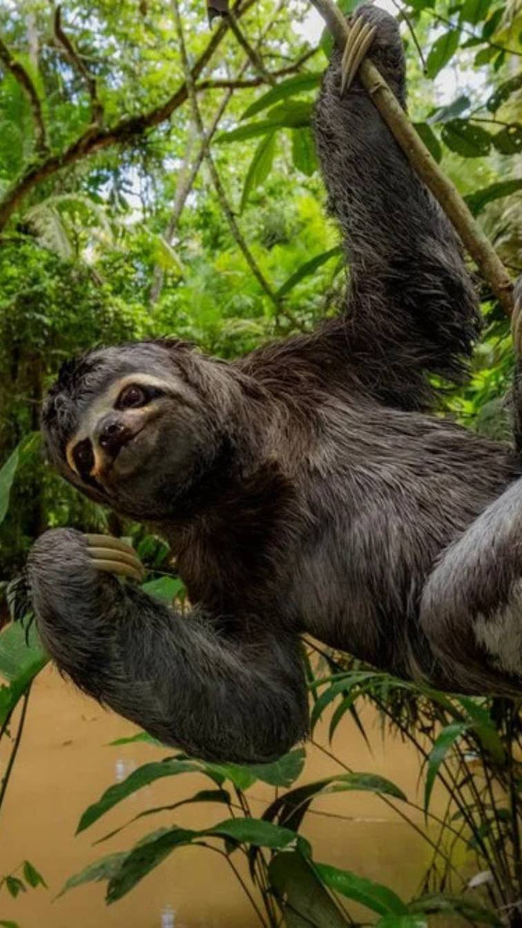 1. Sloth
